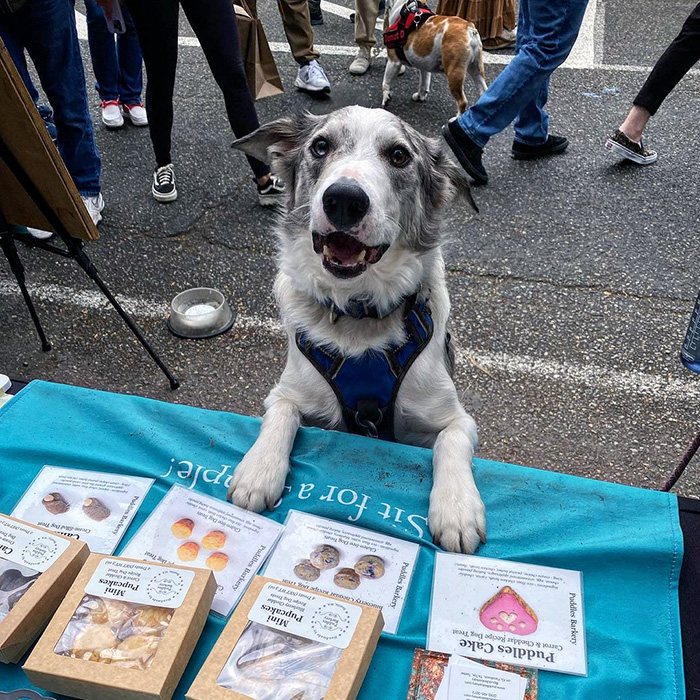 a dog at Ballard Farmer's Market
