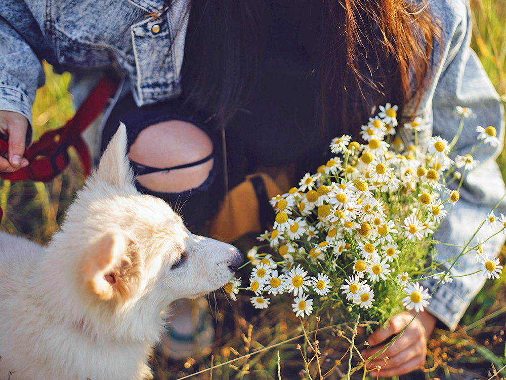 Puppy outside smelling a bouquet of flowers.