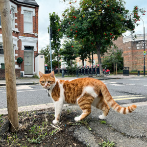 A ginger and white cat standing on a London street. 