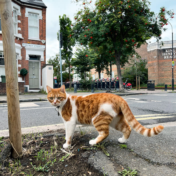 A ginger and white cat standing on a London street.
