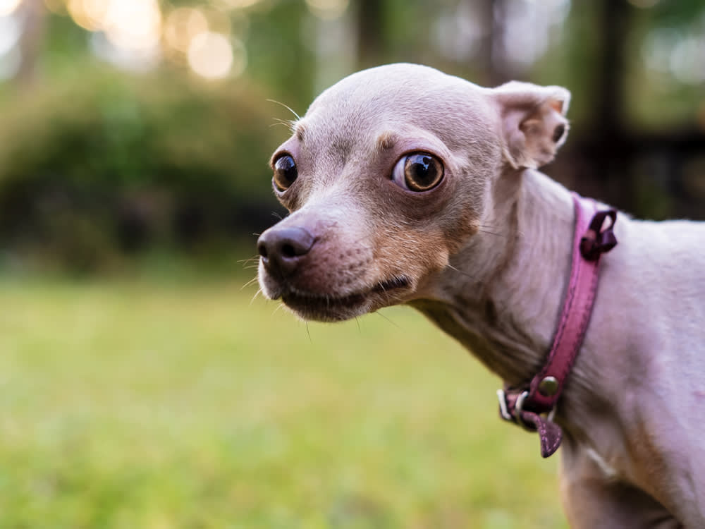 Russian Toy Terrier with ears back