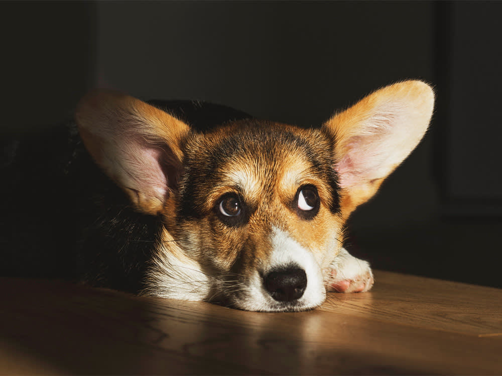 Corgi dog lays on the floor and looks away.
