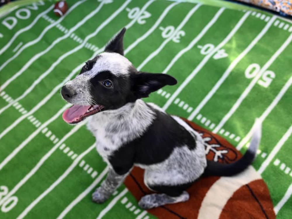 puppy during puppy bowl