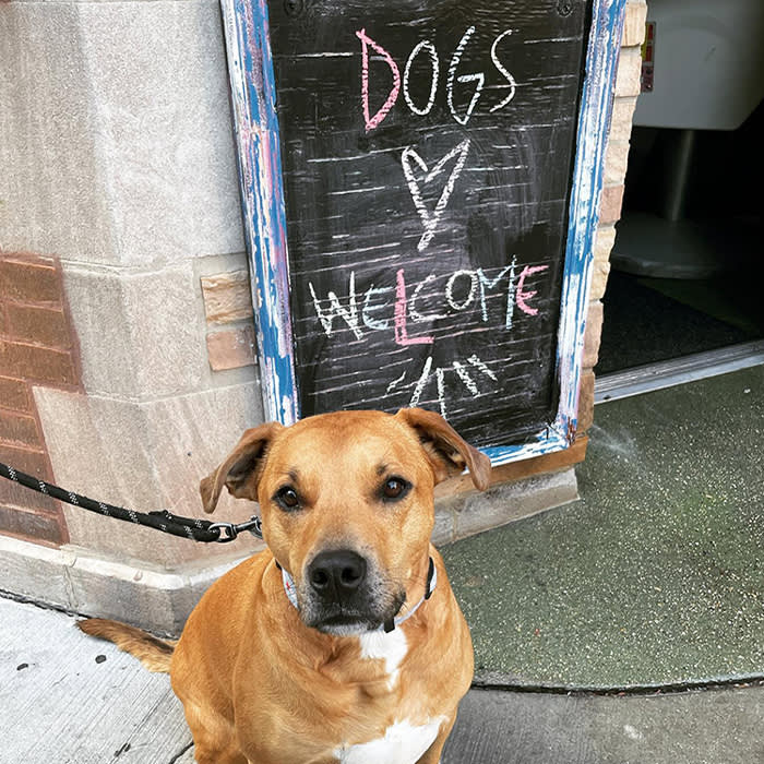 a dog in front of a "dogs welcome" sign at Corner Bar