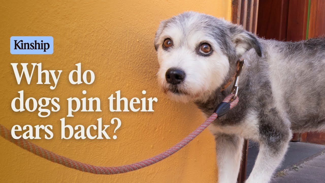 Why Is My Dog Putting Their Ears Back? 9 Reasons You Should Know
