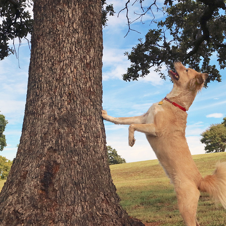 Funny dog chasing a squirrel outside.