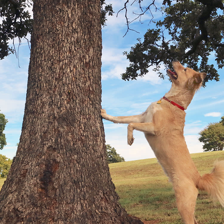 Funny dog chasing a squirrel outside.