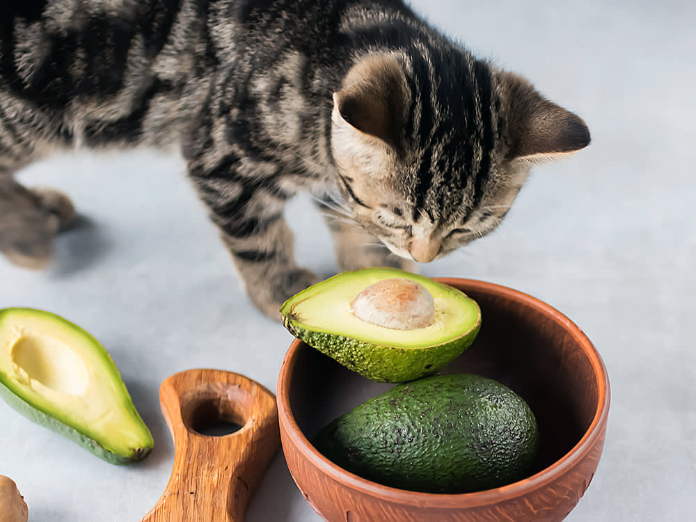 A kitten sniffing a ripe half of an avocado in a bowl