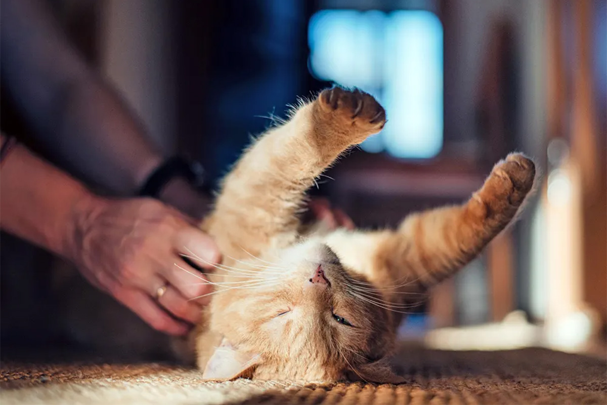 Cat showing belly