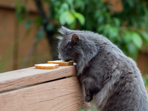 Dark grey cat eating two slices of break laid on top of a wooden railing of an outdoor deck