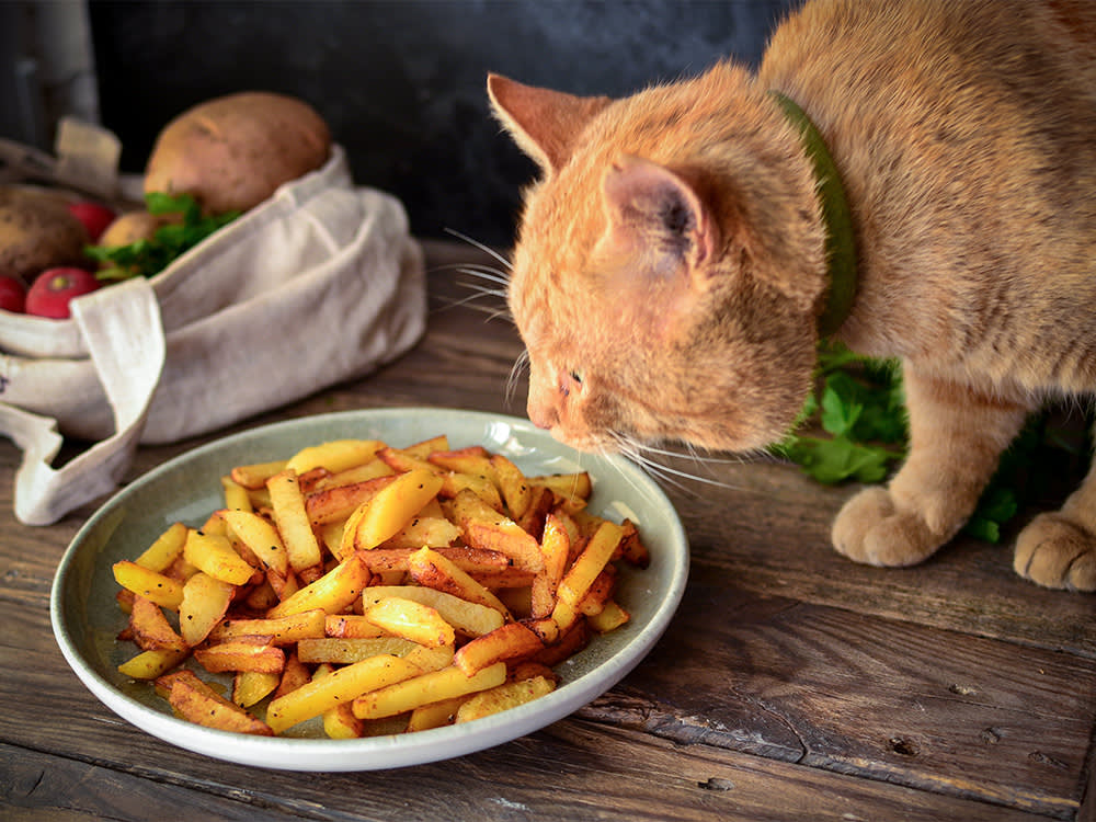 Cat sniffing French fries on dinner table.