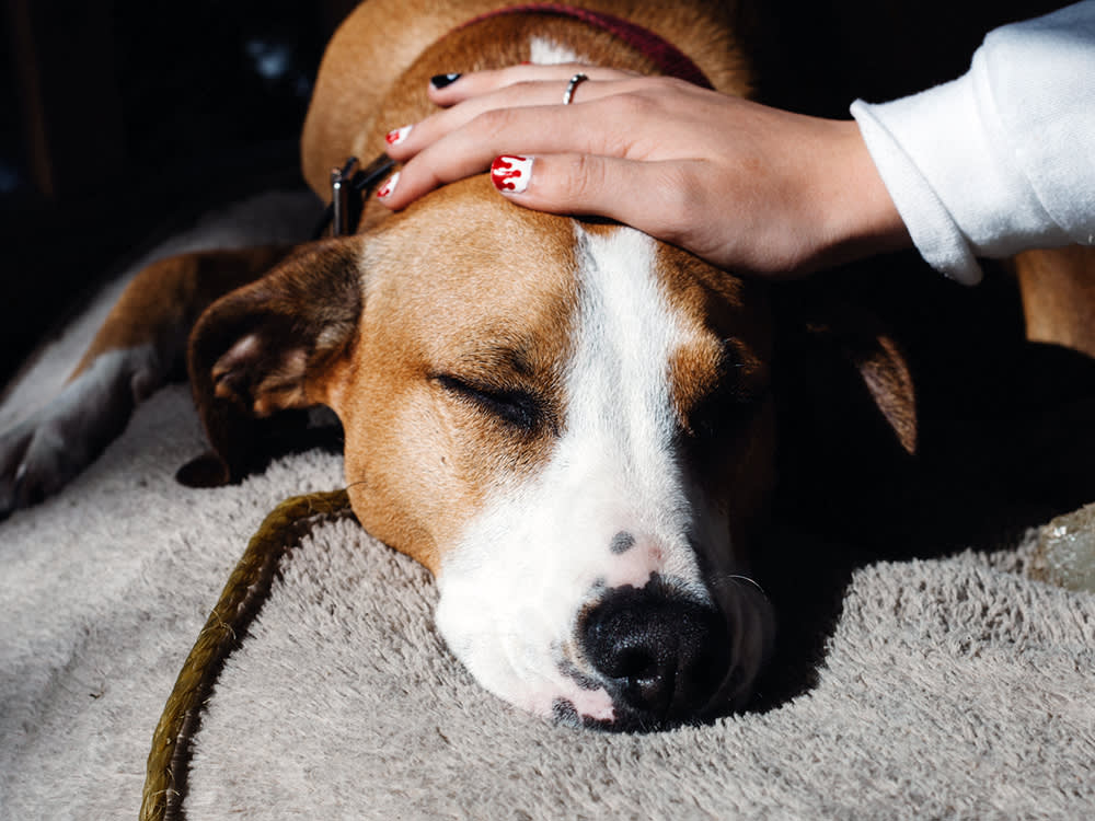 Sick dog being pet and comforted by her owner