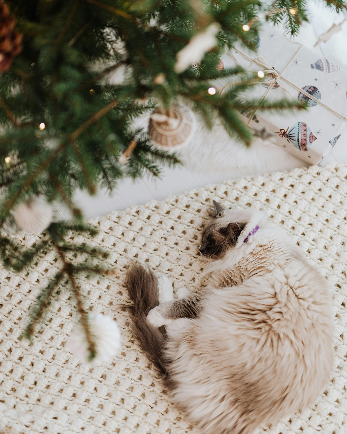 Cat curled up lying underneath a Christmas tree