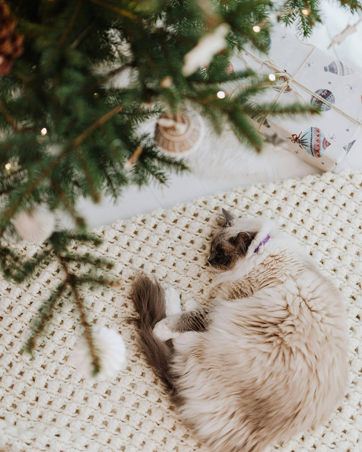 Cat curled up lying underneath a Christmas tree
