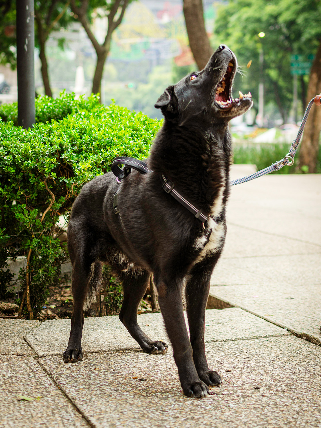 black dog barking outside