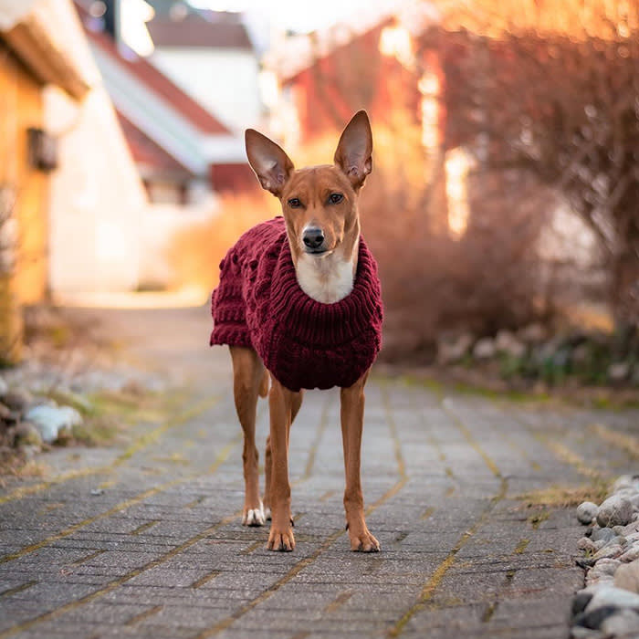 Small brown dog in maroon knit sweater
