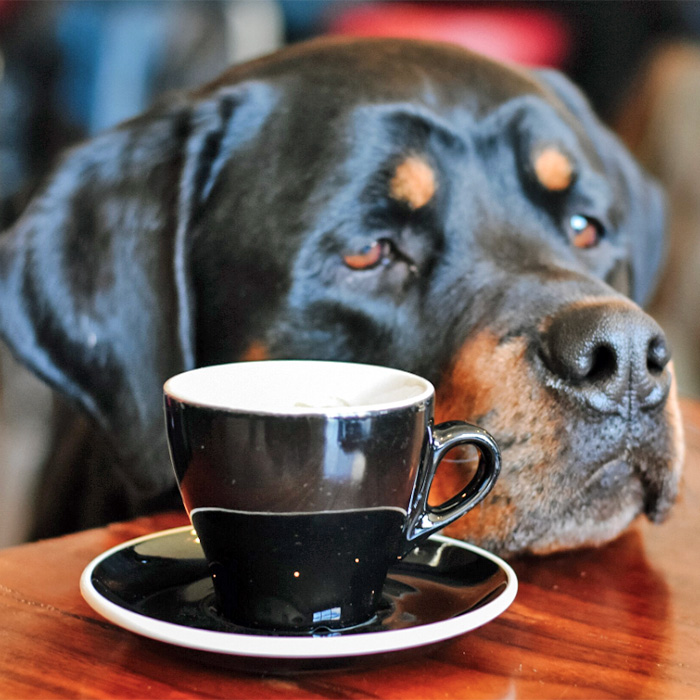 a dog at Paws Coffee