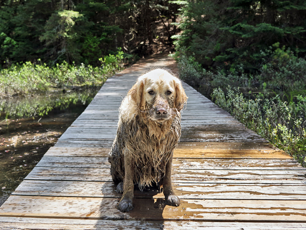 Golden Retriever dog covered in mud outside.