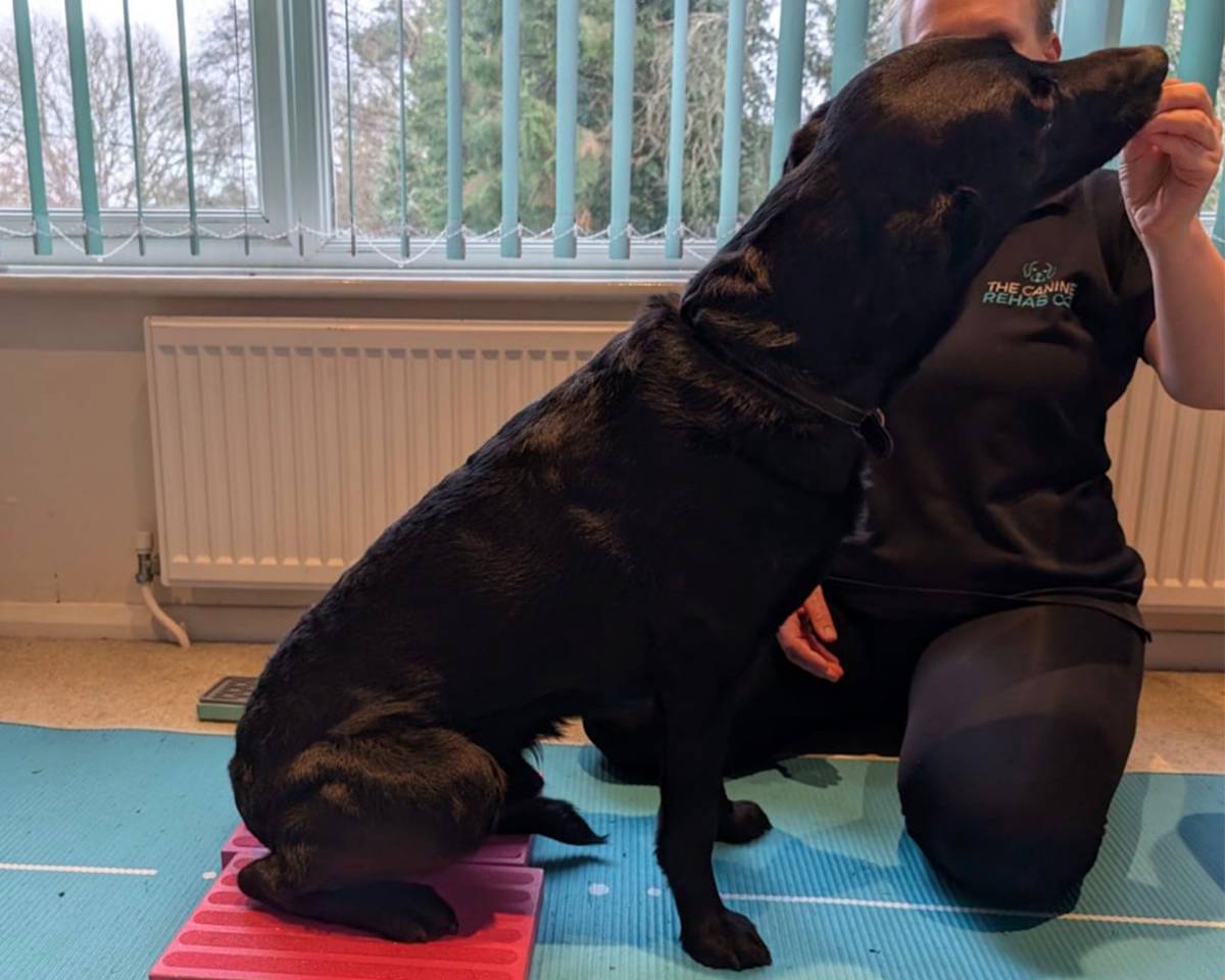 square sit on a platform blocks for dogs