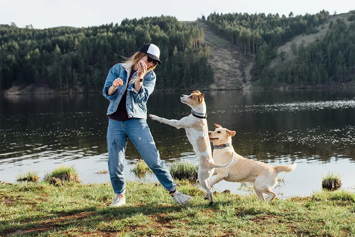 Dog jumping up on person