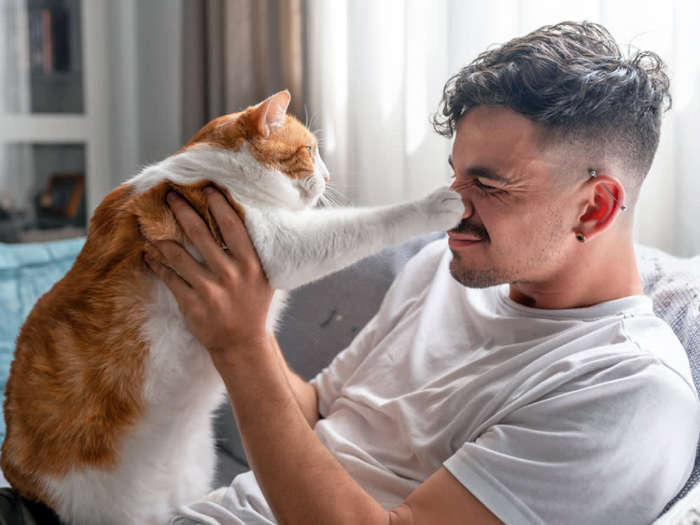 Cat pawing man in the face at home.