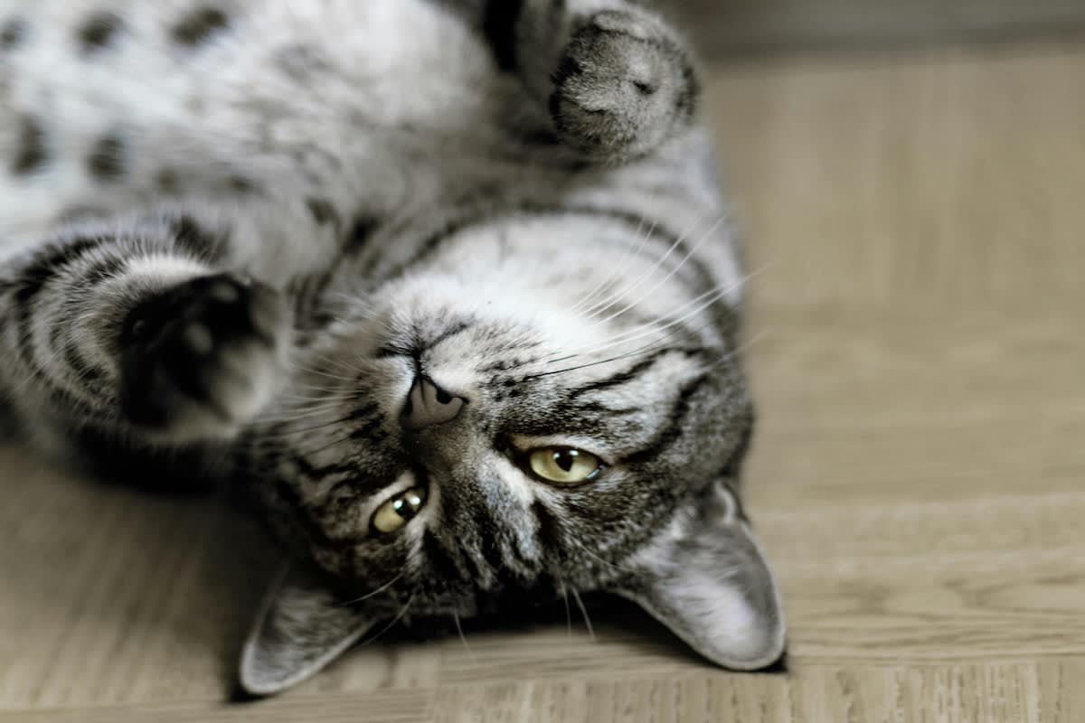 cat lying on their back looking relaxed