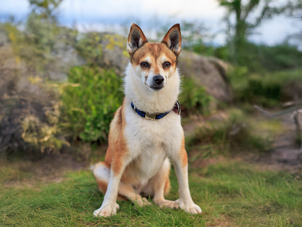 A dog sits astride a mountainous hill.