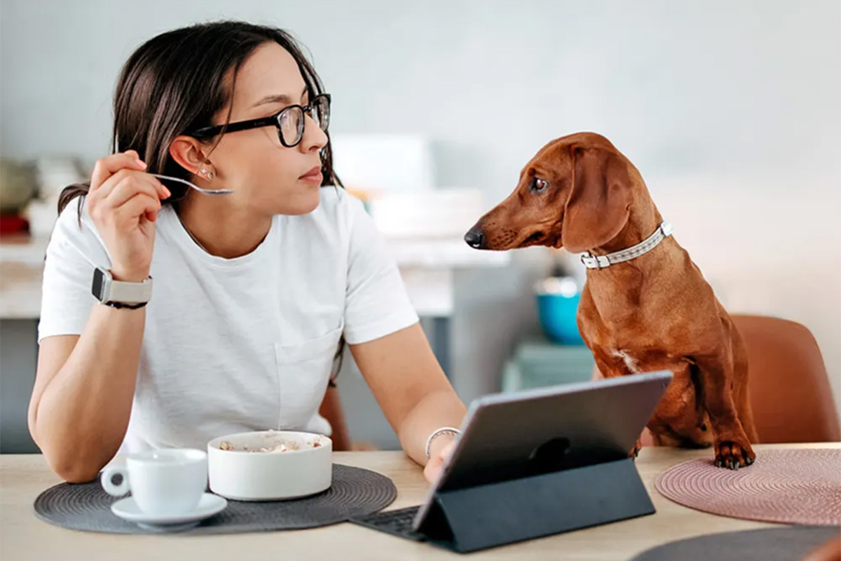 person eating oatmeal, while dog stares at spoon