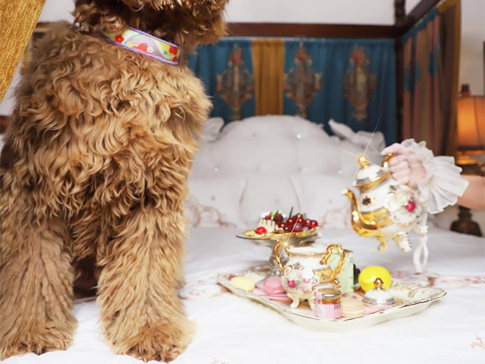 dog next to tray of treats on a bed