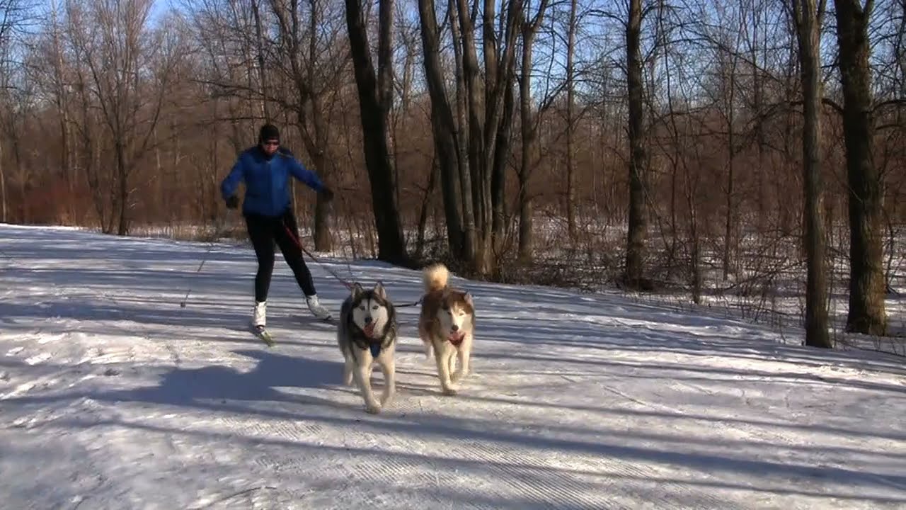 Skijoring
