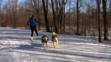 Skijoring