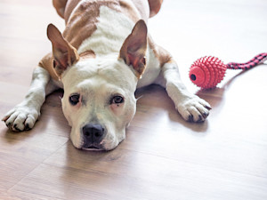 Cute dog laying on the floor not playing with a toy.