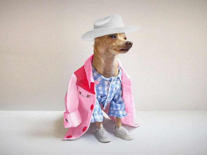 Dog wearing a cowboy hat and western outfit.
