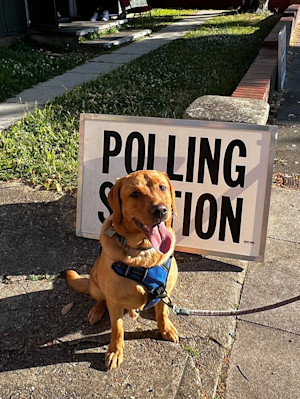 Labrador outside polling station in the sun