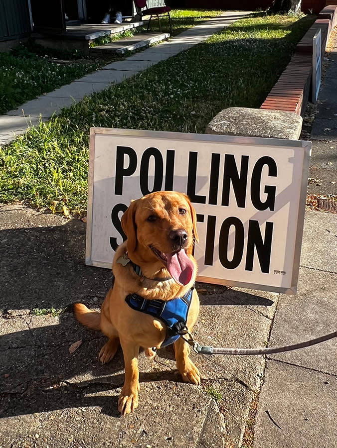 Labrador outside polling station in the sun
