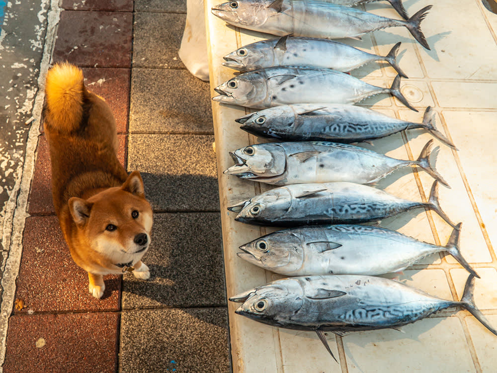 Dog standing below a table of tuna fish