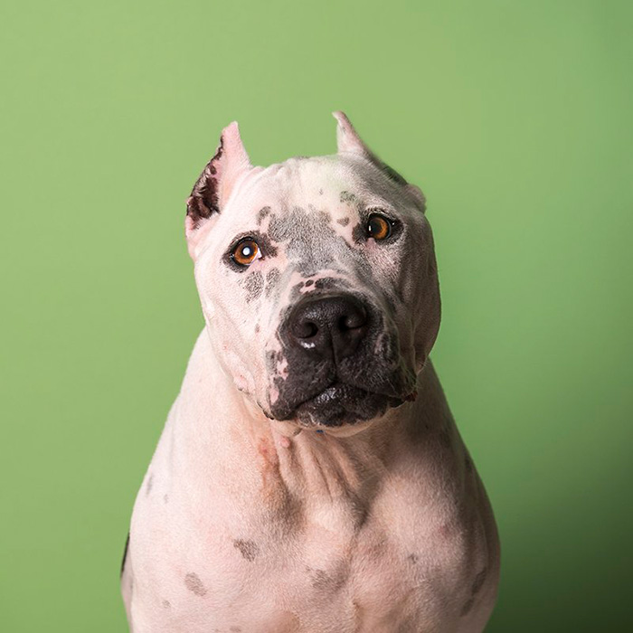 a white dog with cropped ears