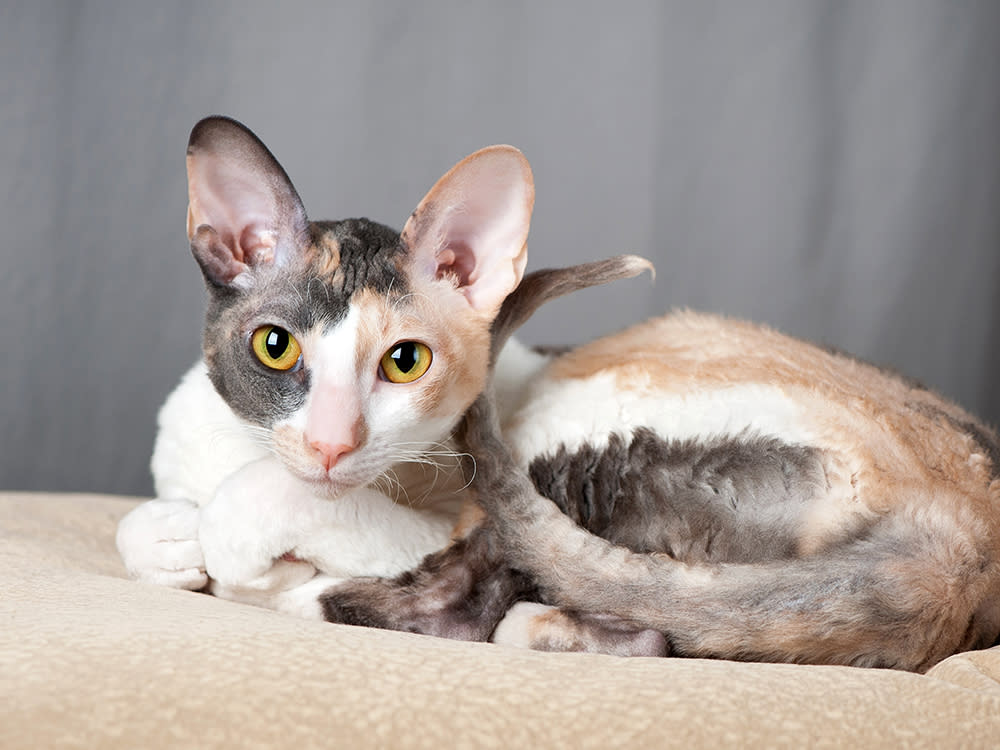 Cornish Rex cat laying down on a pillow