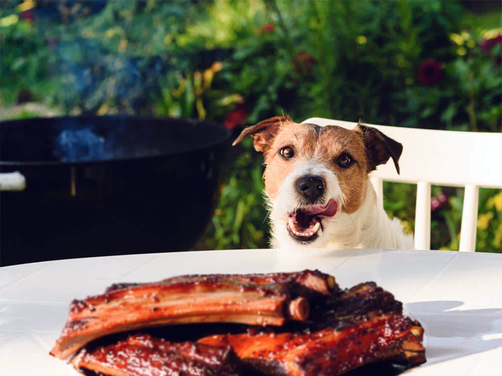 Dog licking mouth looking at a pile of bbq ribs on the table.