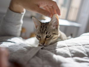 kitten sleeping on top of person