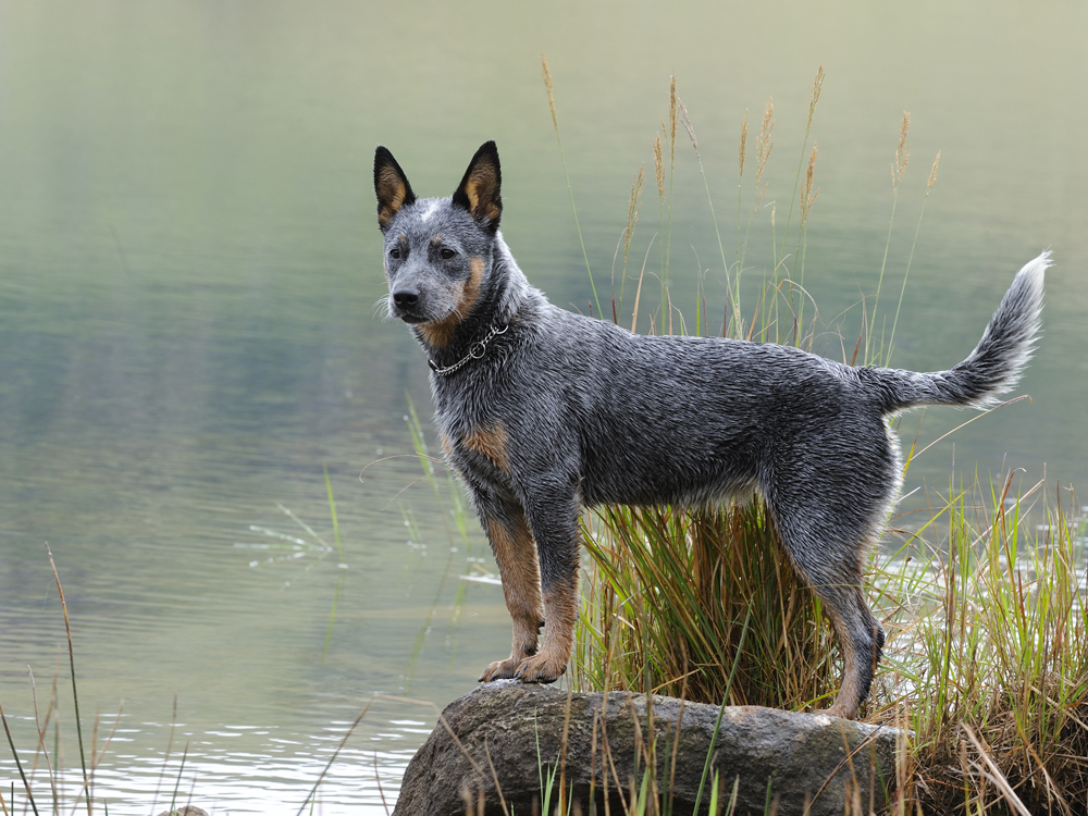 Australian Cattle Dog