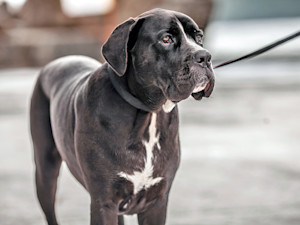 Large black dog on a leash outside.