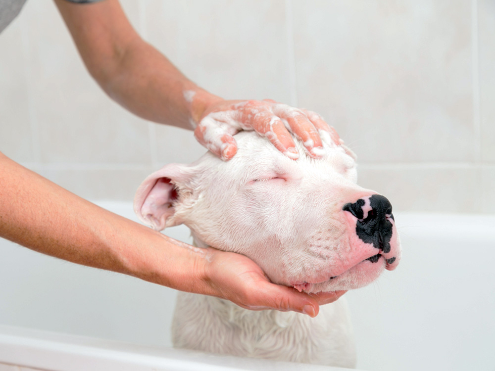 Man giving his dog a bath at home.