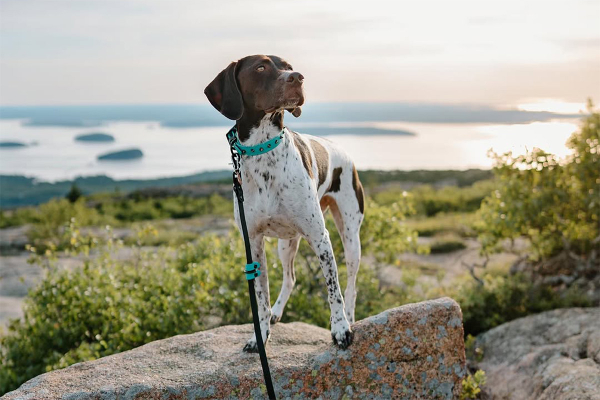 Dog at Acadia National Park