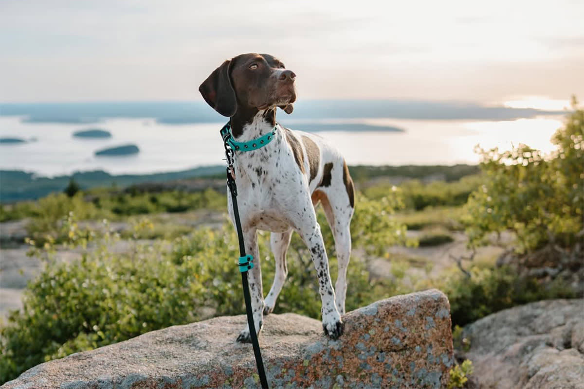Dog at Acadia National Park