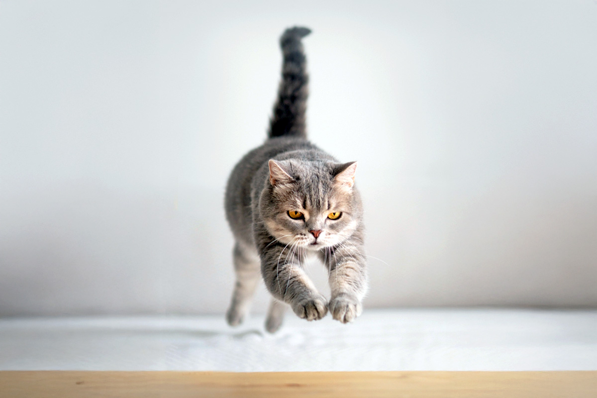 Cat running