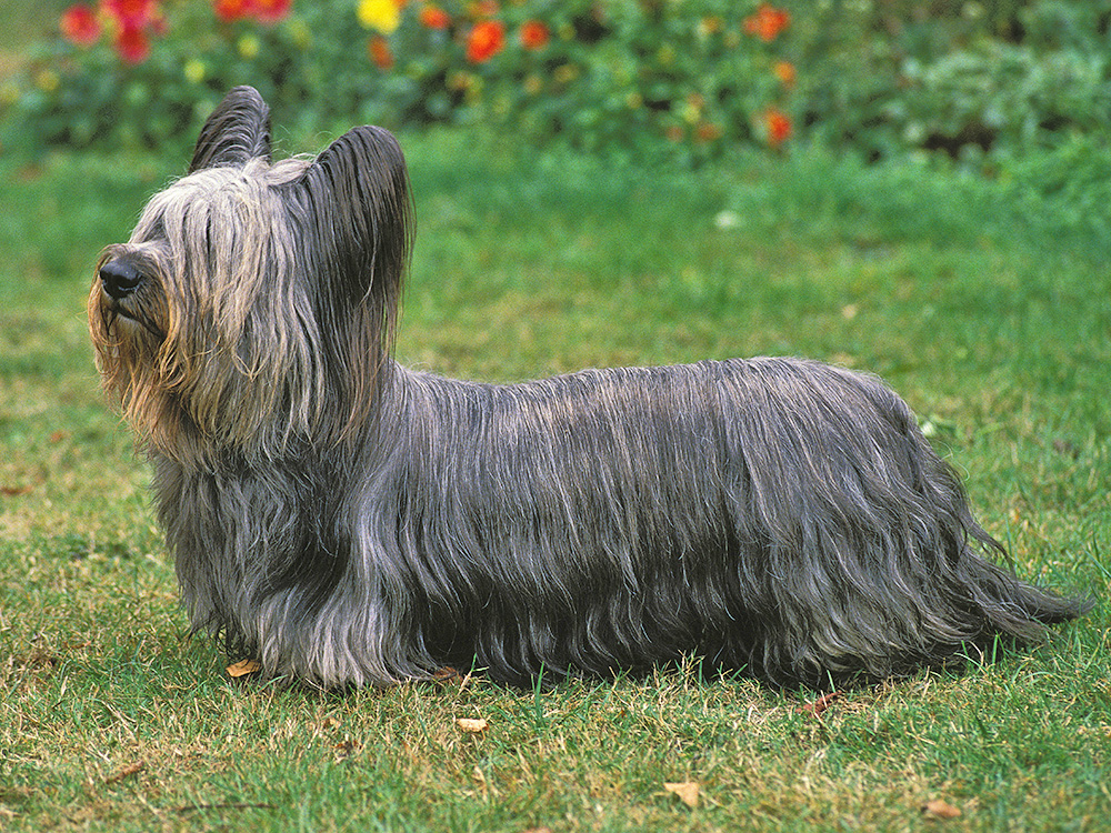 A small gray dog with long fur stands in a garden.
