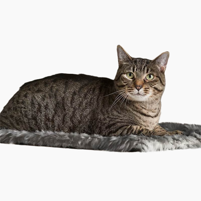 the cat mat