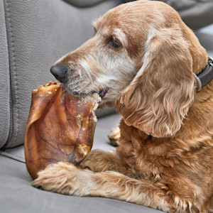 Senior dog eating a pig ear treat at home.