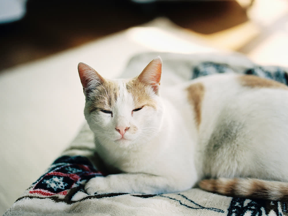 White and light brown cat laying down with eyes almost closed